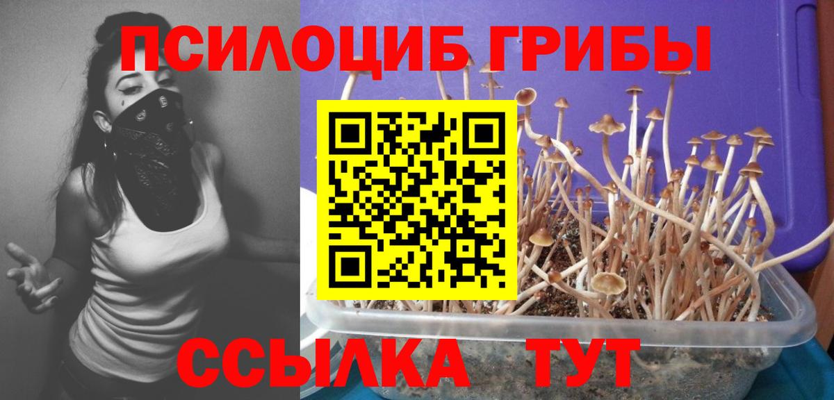 Балашиха  Псилоцибиновые грибы Psilocybine cubensis  наркошоп  Вход с VPN 